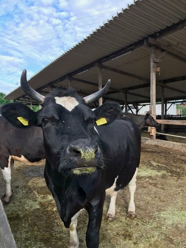 Landwirtschaft auf dem Hof Medewege