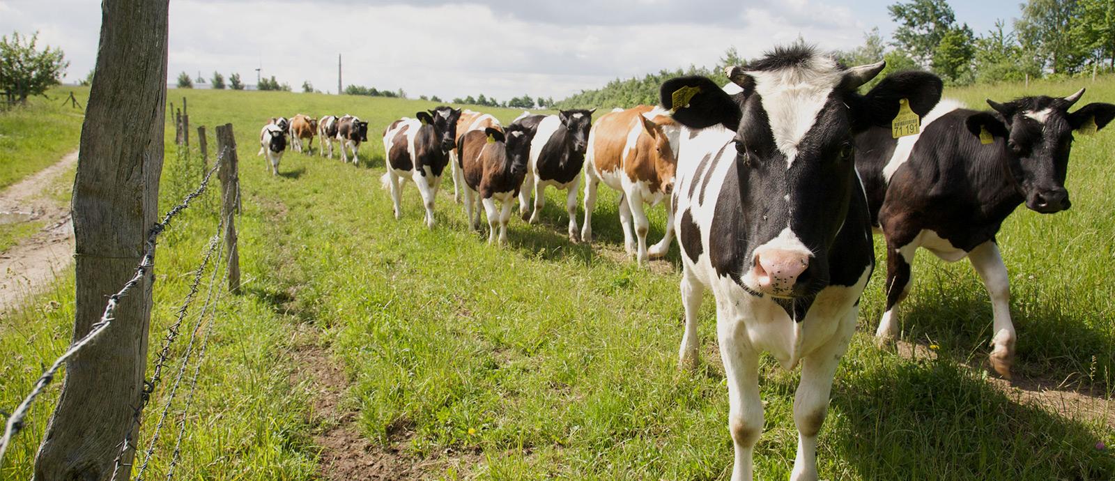 Demeter Hof Medewege - Unser regionaler Lieferant