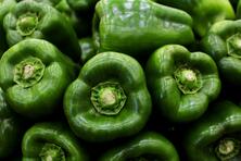 Paprika gr&uuml;n