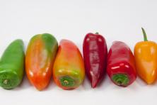 Spitzpaprika bunt regional