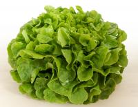 Eichblattsalat regional