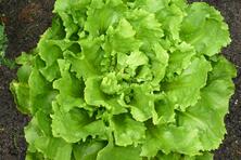 m* Endiviensalat