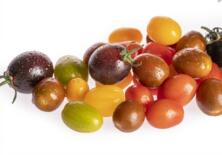Wilde Tomaten Mix