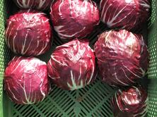 Radicchio lang Treviso samenfest