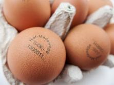 m* Bruderhahn Eier 6er