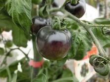 Dunkle Tomaten "Ebeno"
